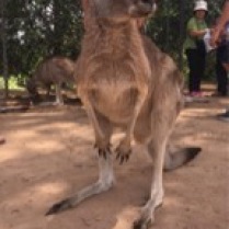 YFH loved the Kangaroos